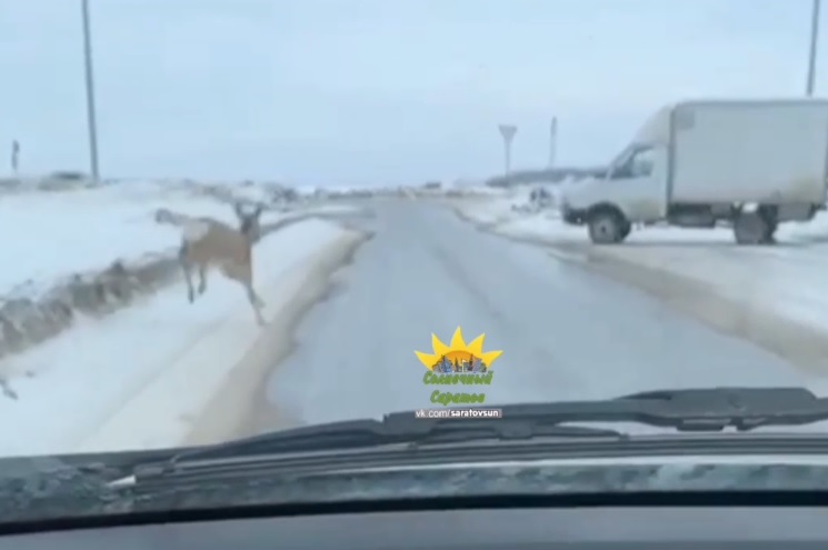 Саратовцев удивила косуля на улицах Солнечного-2