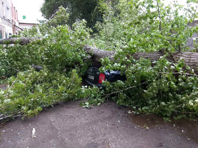 Ветер повалил дерево на три припаркованные машины 