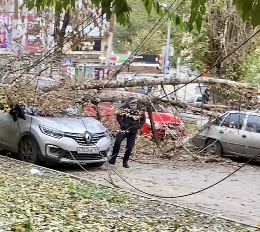 В Саратове дерево рухнуло на машины и оборвало провода