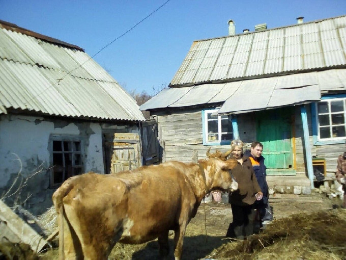 Спасатели достали провалившуюся в погреб корову 