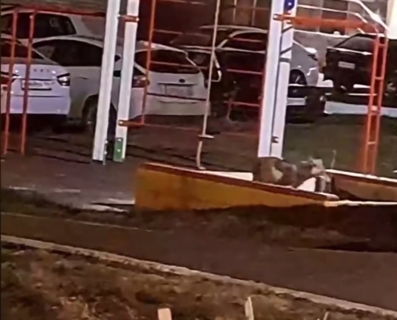 В Саратове лиса закапывала крысу в детской песочнице