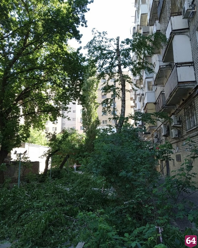 В центре Саратова рядом с детсадом рухнуло 20-метровое дерево 