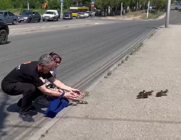 В Саратове жители помогли утке с утятами перейти дорогу