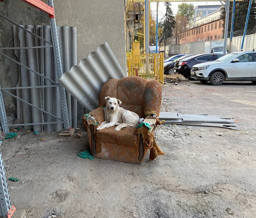 В Саратове бродячие собаки покусали двух детей