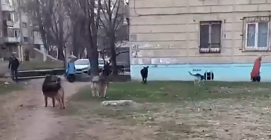 В Энгельсе ребенка за ногу укусила бродячая собака 