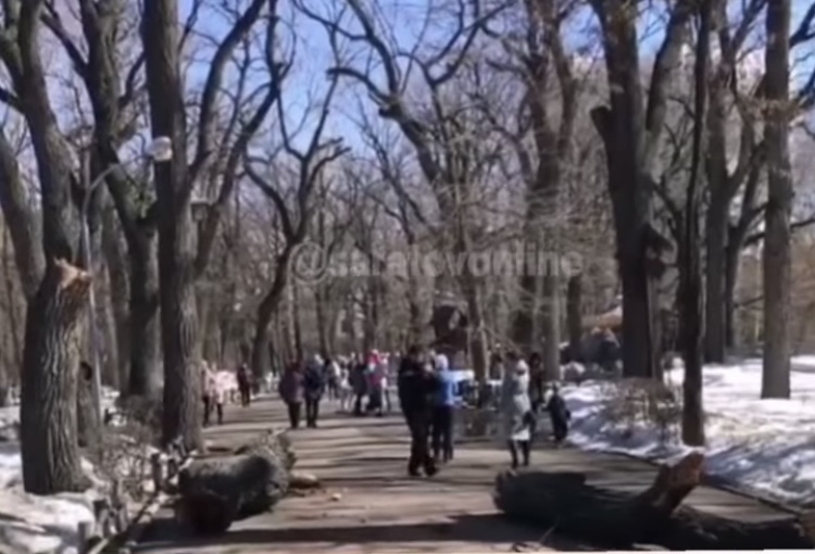 Жители Саратова не предъявили претензий после падения дерева в горпарке