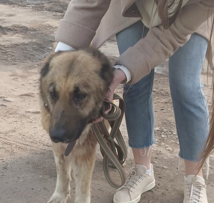 Саратовская юристка ищет любящую семью пожилой собаке