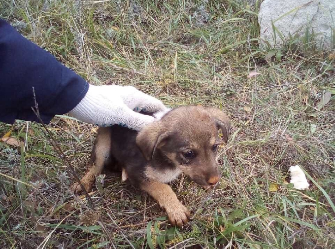 Спасатели вытащили провалившегося в колодец щенка 