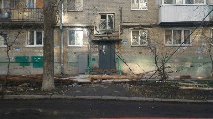Рухнувший сухостой оборвал провода и перегородил вход в подъезд 