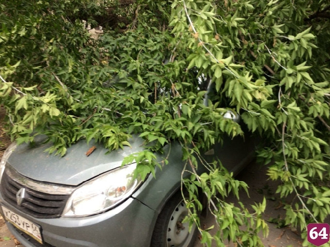 В Саратове рухнувшее дерево повредило 2 автомобиля 