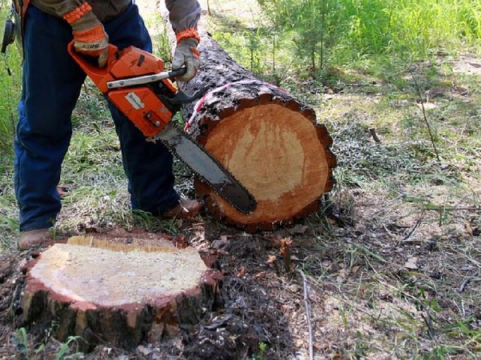 В Саратовской области «черные» лесорубы уничтожили деревьев на 5,5 млн рублей