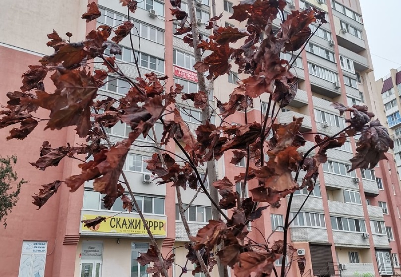 В саратовском сквере погибли деревья и засох газон