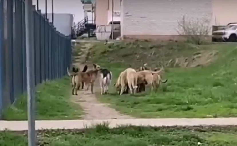 В Саратове за неделю поймали 81 собаку