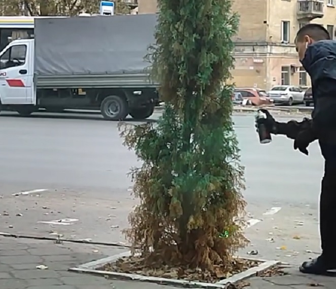В Саратове растущую на улице тую красили из баллончика