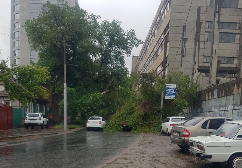 В Саратове непогода валила деревья и обрывала провода