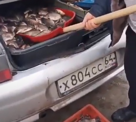 В Саратове водитель лопатой выгружал из багажника живую рыбу