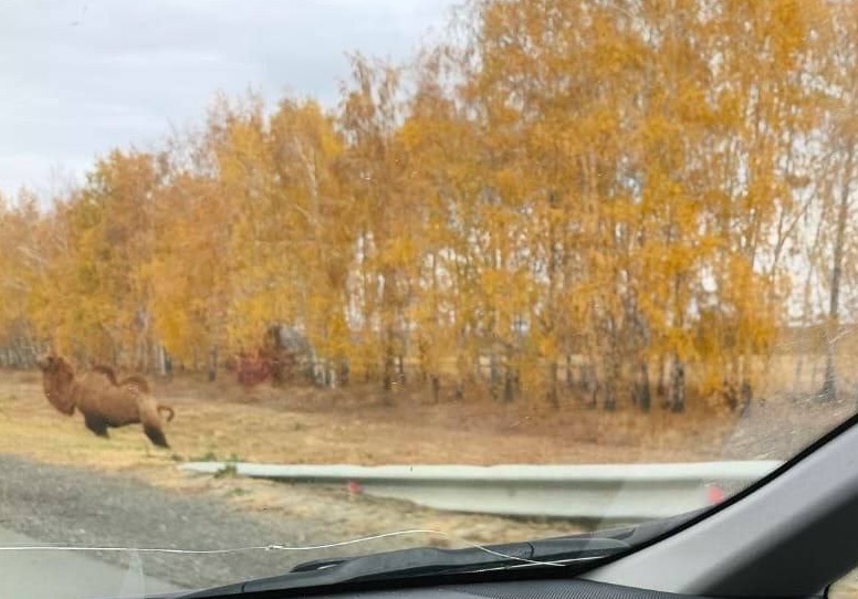 Под Саратовом у трассы гуляла любопытная верблюдица Дуся