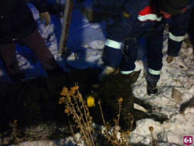 В Вольске спасатели вытаскивали из сливной ямы молодого быка