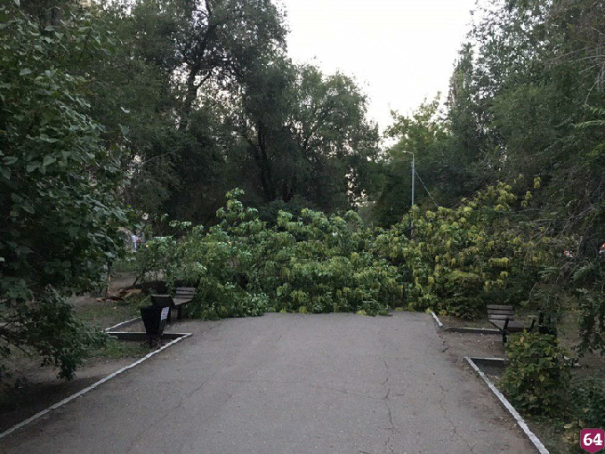 Пешеходную Рахова перегородило рухнувшее дерево