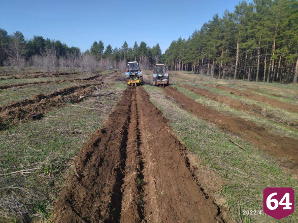 В Саратовской области начали высаживать сосновые леса