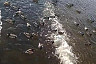 В Саратове утки развлекаются на «водной горке» набережной