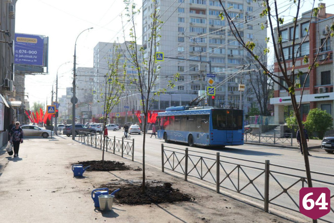 Губернатор высадил клены в центре Саратова