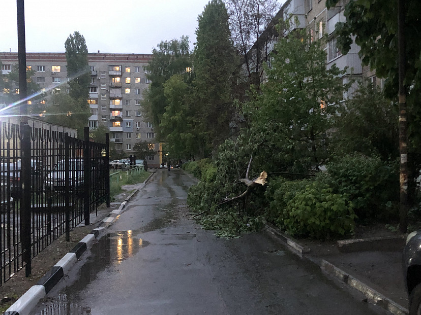 В Саратове упавшее дерево будут убирать неделю