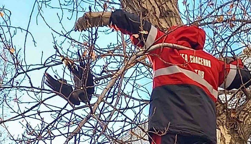 Спасатели освободили застрявшую на дереве в центре Саратова птицу