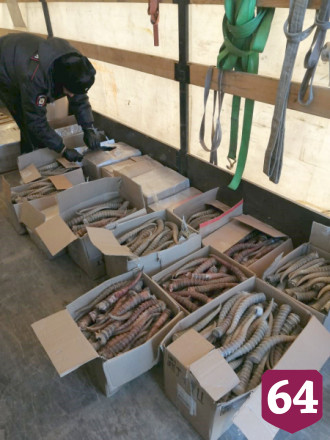 Из Саратова в Элисту пытались вывезти 1500 рогов краснокнижного сайгака