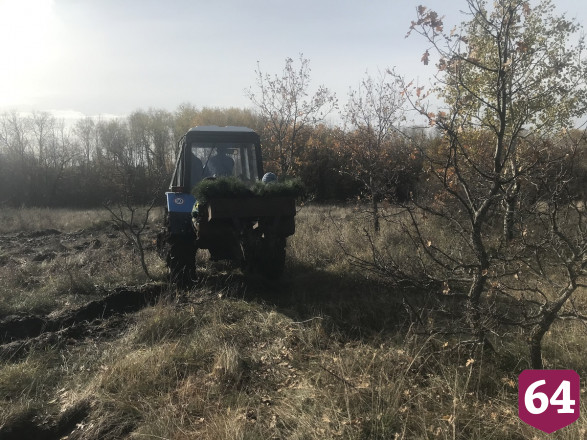Под Саратовом высадили 200 гектаров леса 