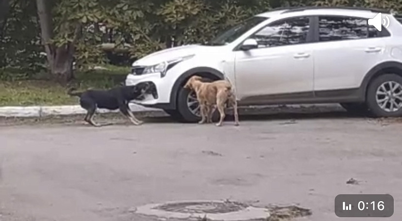 В Саратове собаки покусали кроссовер