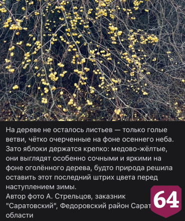 Под Саратовом в ноябре на дереве висят яблоки
