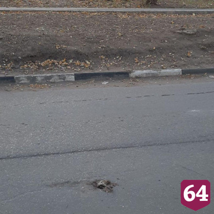Саратовцы нашли мертвых крыс на детской площадке