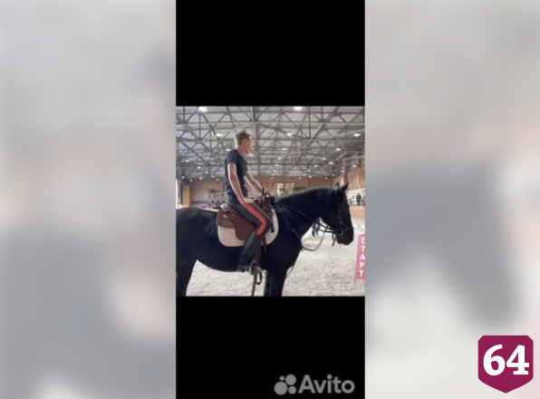 В Саратове продают чуткого жеребца