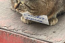 Саратовцы жалеют погибшего в горевшем рынке кота