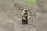 Под Саратовом школьник спас сурка от бездомных собак