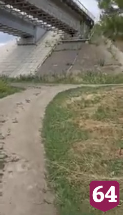 Под Саратовом бык едва не забодал ребенка