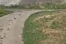 Под Саратовом бык едва не забодал ребенка