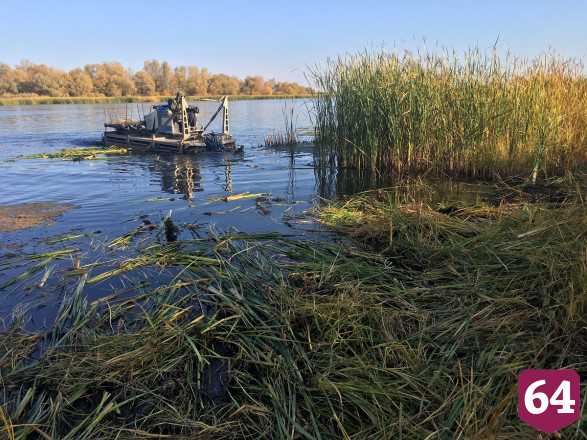 Волгу расчистили от водорослей и выпустили 21 тысячу мальков 