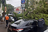 В центре Саратова дерево упало на машины и перегородило дорогу 