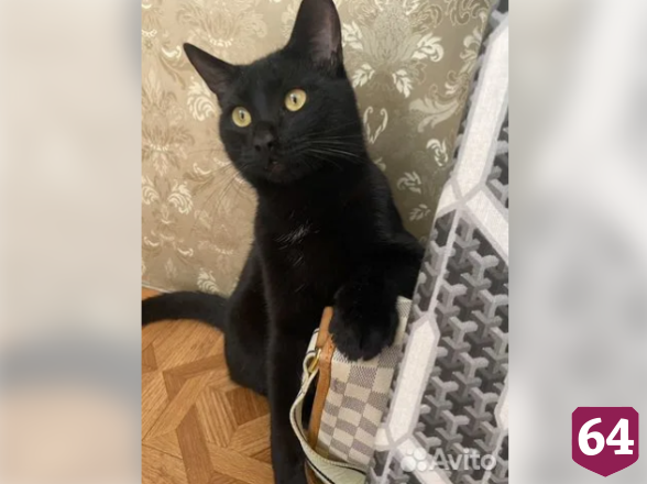 В Саратове ищут добрые руки меткому «льву»