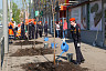 Губернатор высадил клены в центре Саратова