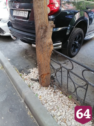 В центре Саратова деревья «закатали» в асфальт