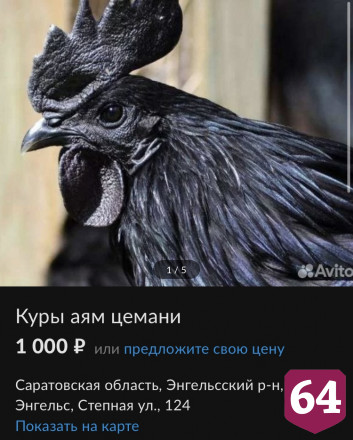 В Саратовской области продают мистических черных куриц