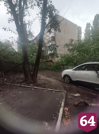 В Саратове дерево рухнуло на 3 автомобиля