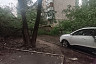 В Саратове дерево рухнуло на 3 автомобиля