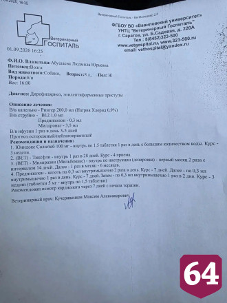 Саратовцы всем миром выхаживают сбитую на трассе собаку Волгу