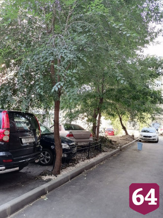 В центре Саратова деревья «закатали» в асфальт