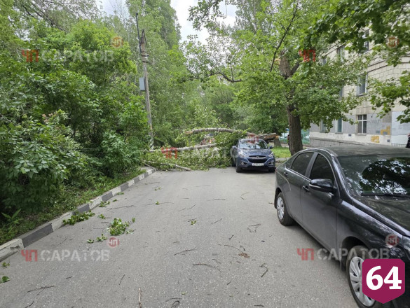 В Саратове из-за урагана деревья рухнули на автомобили