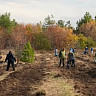 Кумысную поляну расширяют для создания «зеленого пояса» вокруг Саратова